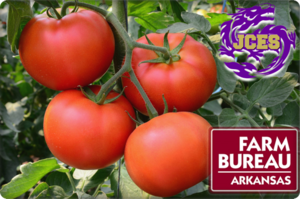 Farm Bureau Tomato Project!